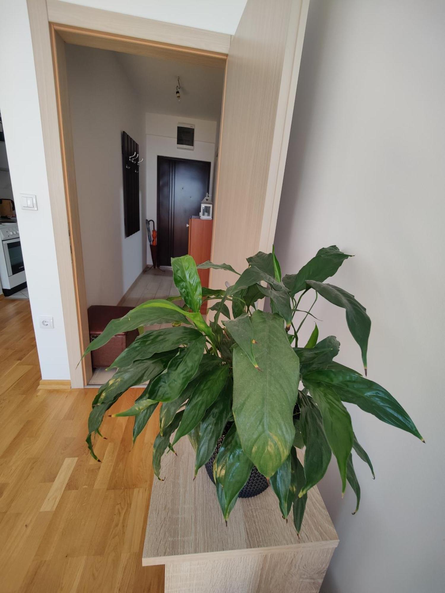Apartman Aleksic Ниш Экстерьер фото
