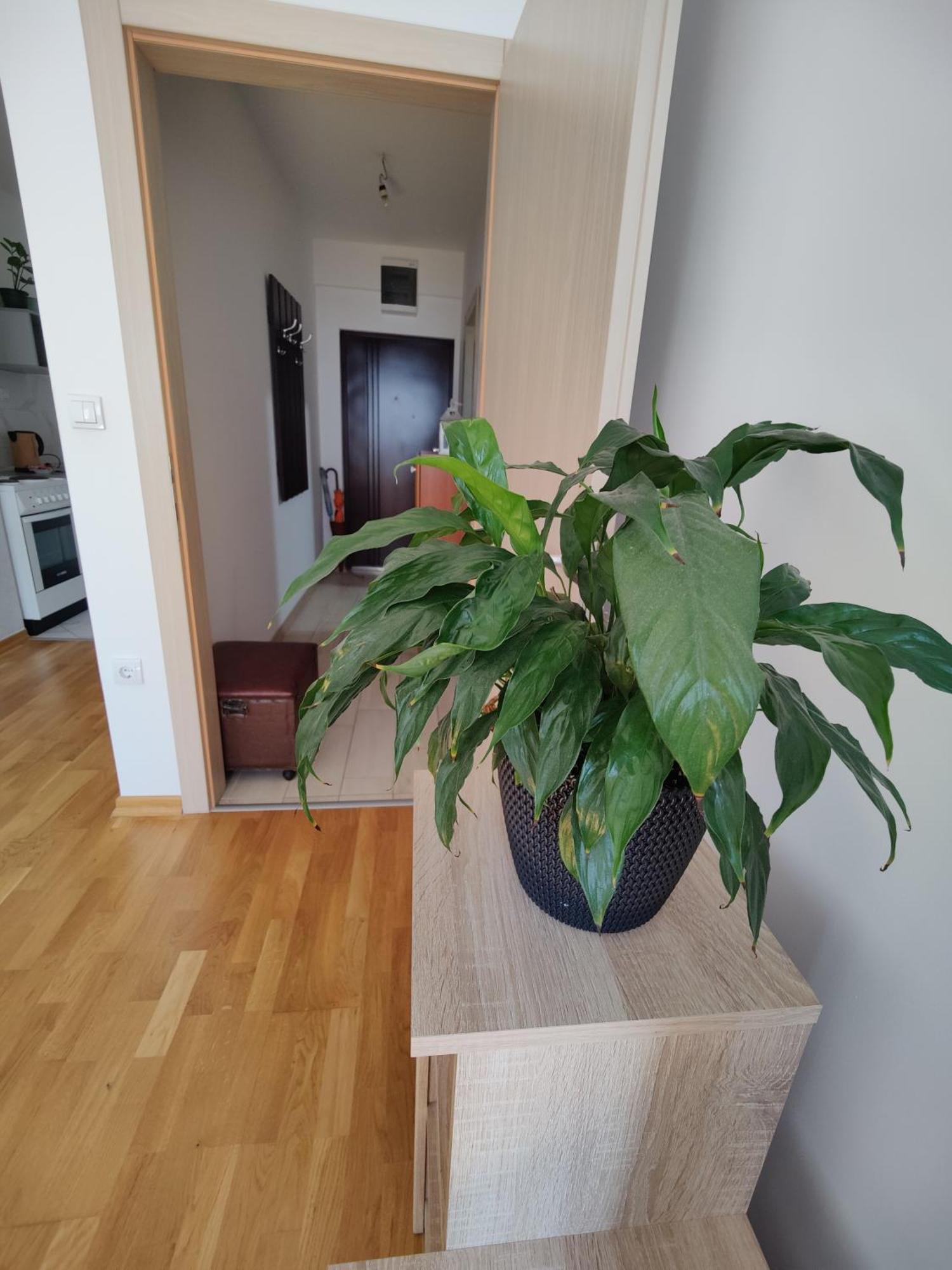Apartman Aleksic Ниш Экстерьер фото
